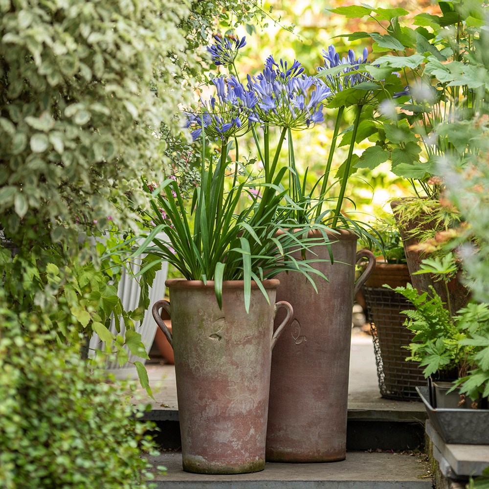 Terracotta Agapanthus pot - large