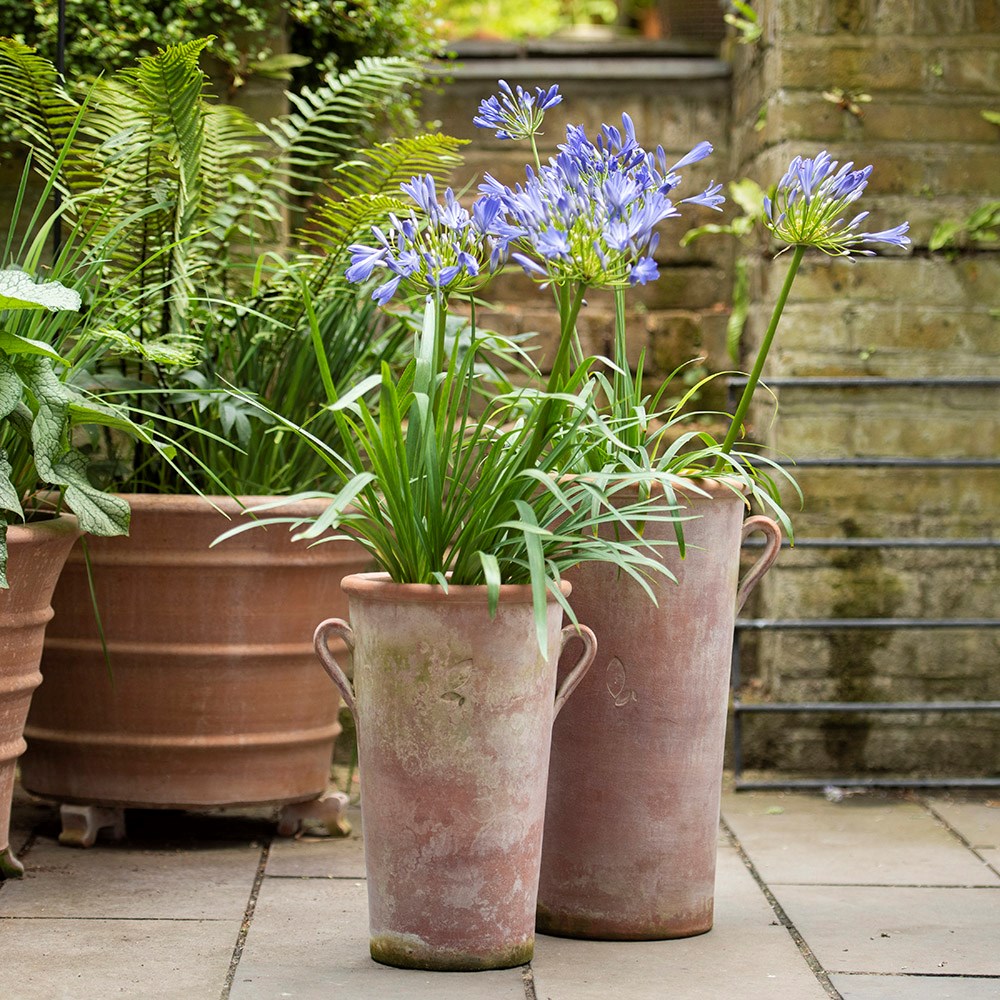 Terracotta Agapanthus pot - large