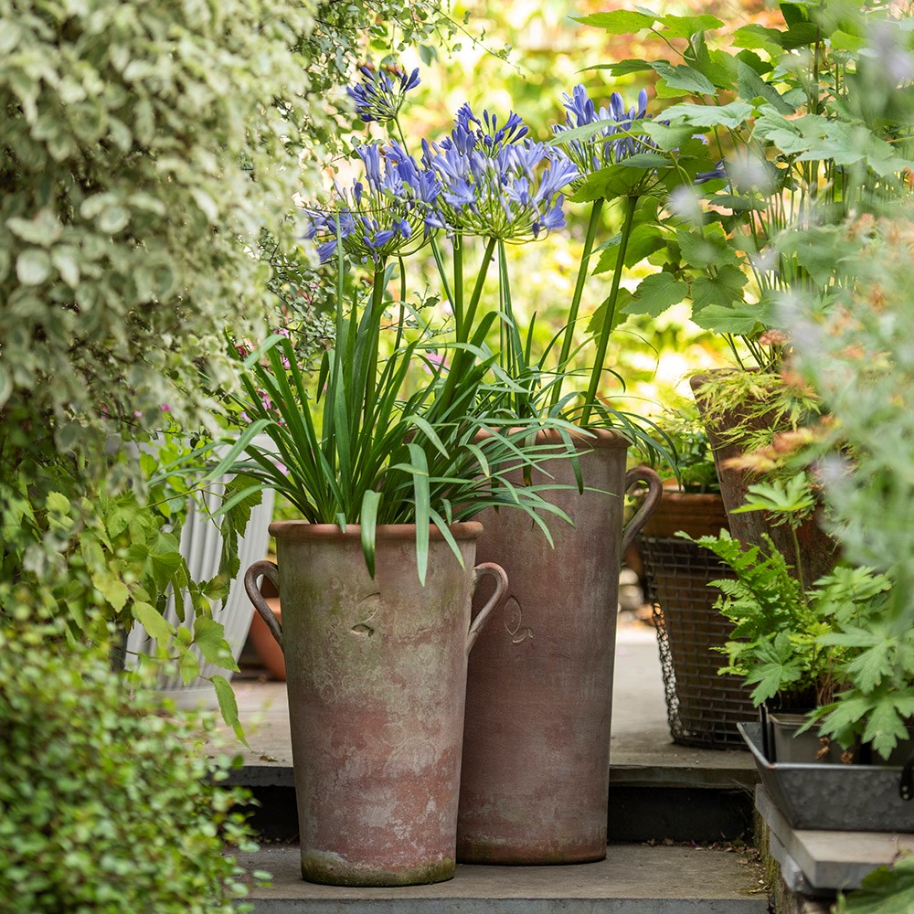 Terracotta Agapanthus pot - small