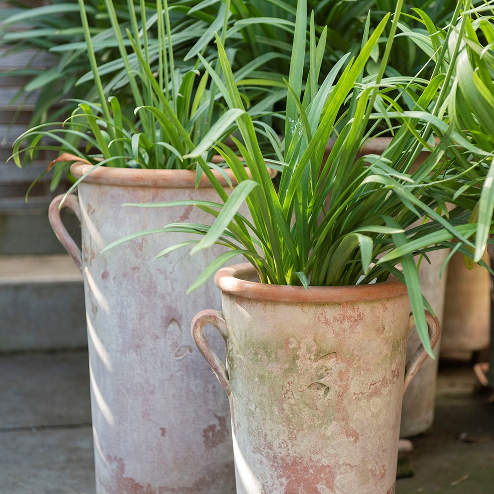 Terracotta Agapanthus pot - small
