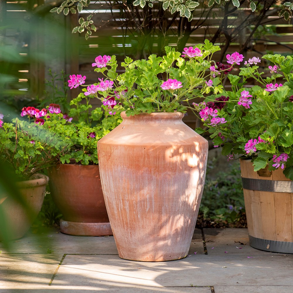 Terracotta pelargonium/geranium pot