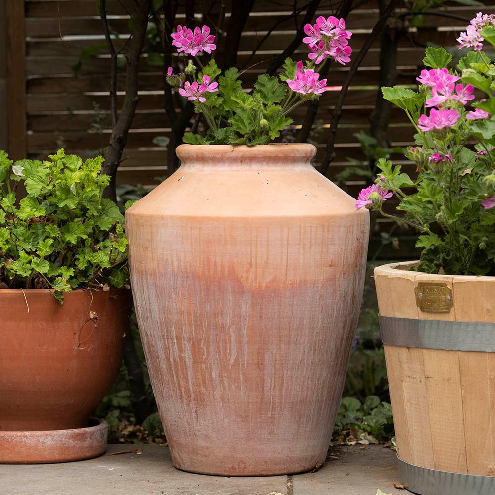 Terracotta pelargonium/geranium pot