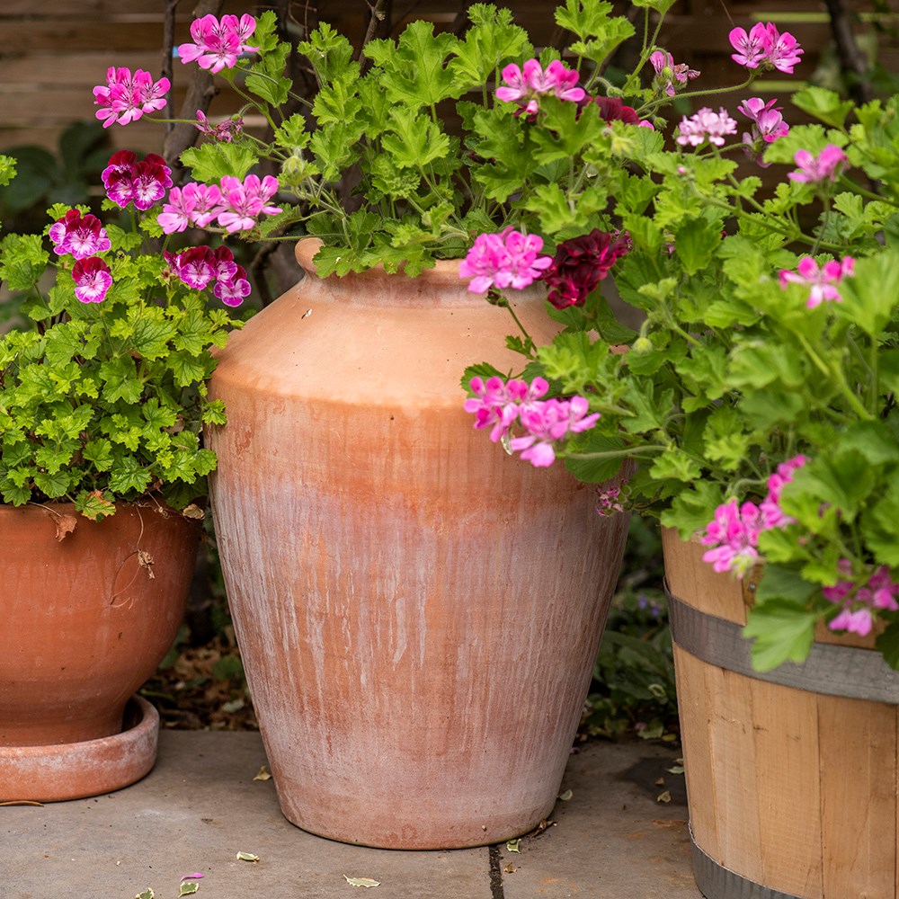 Terracotta pelargonium/geranium pot