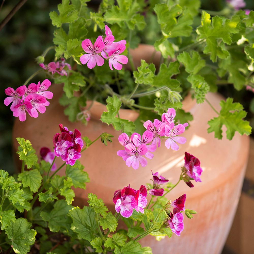 Terracotta pelargonium/geranium pot