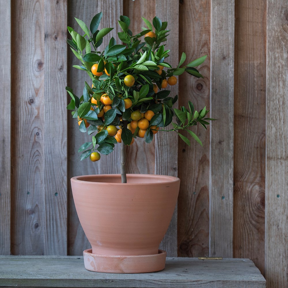 Indoor/outdoor terracotta pot with glazed saucer - large
