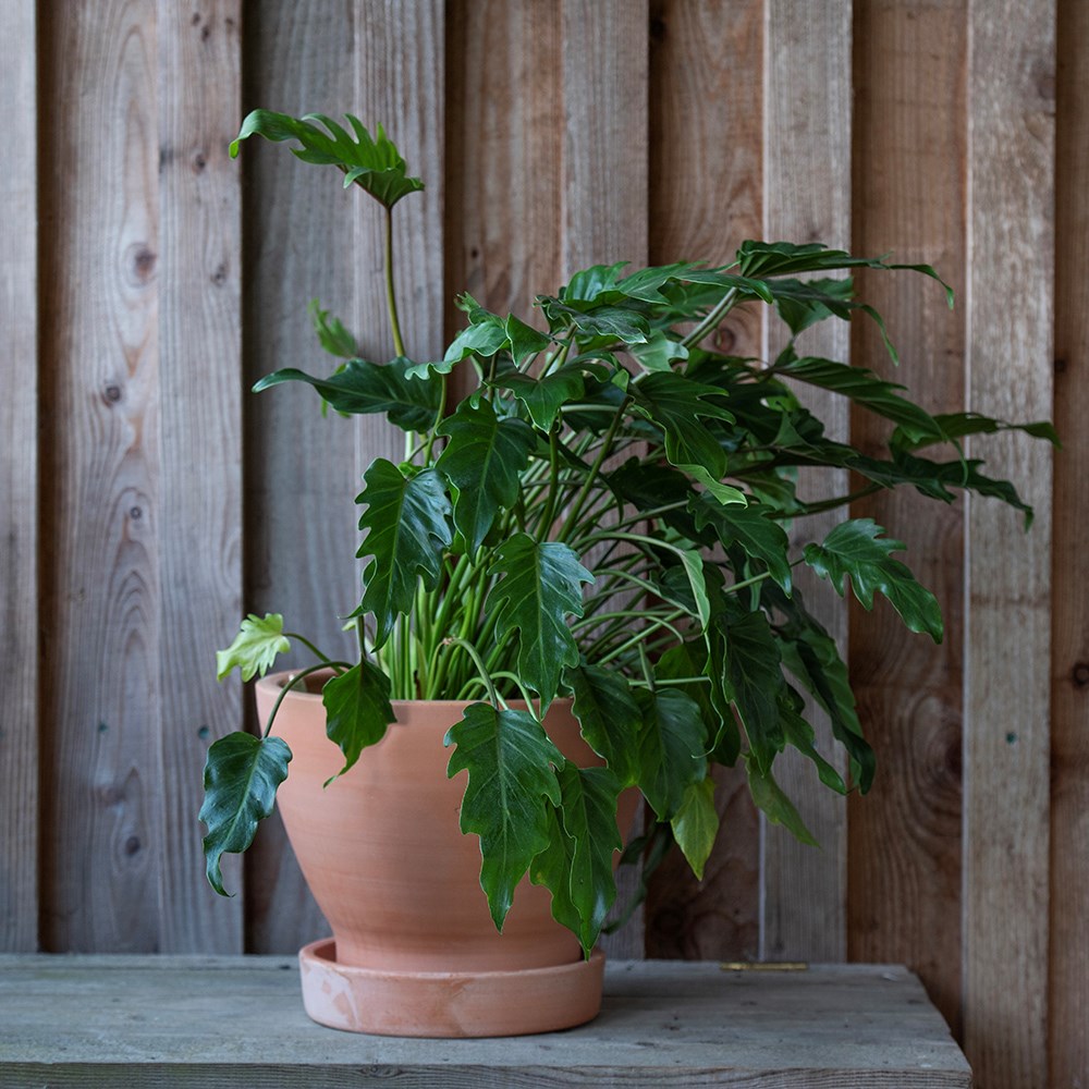 Indoor/outdoor terracotta pot with glazed saucer - small