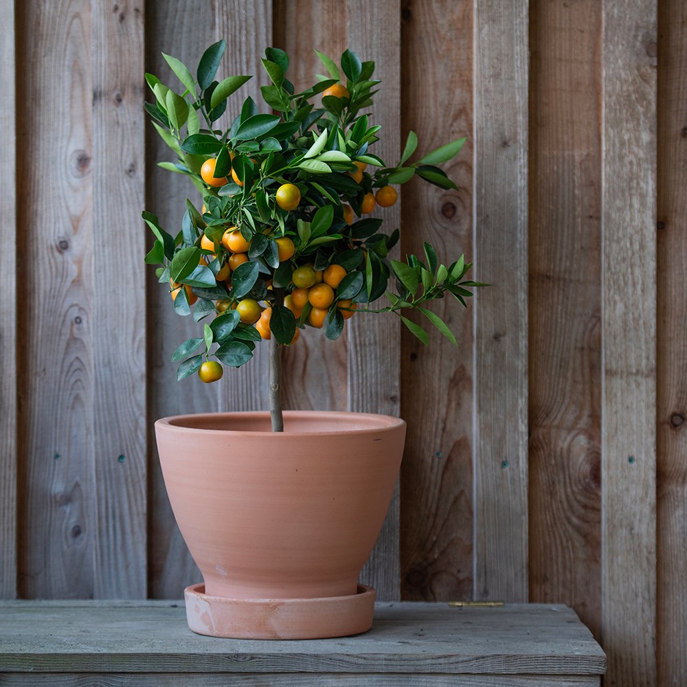 Indoor/outdoor terracotta pot with glazed saucer - small