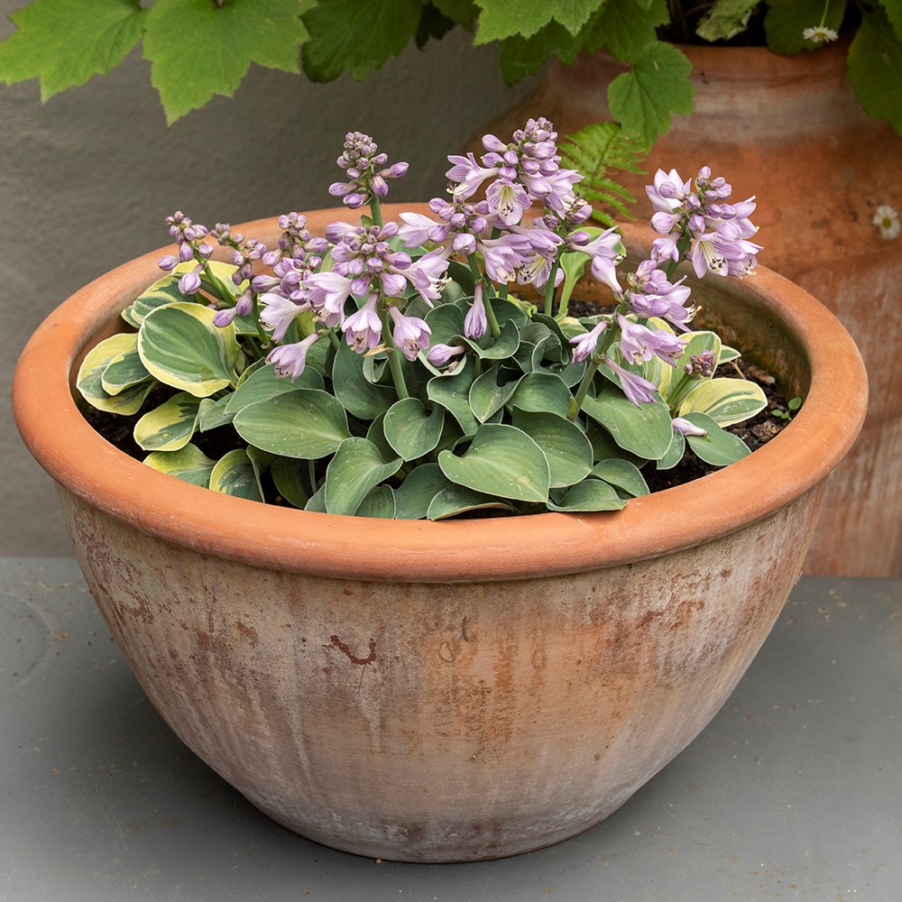 Large terracotta bowl