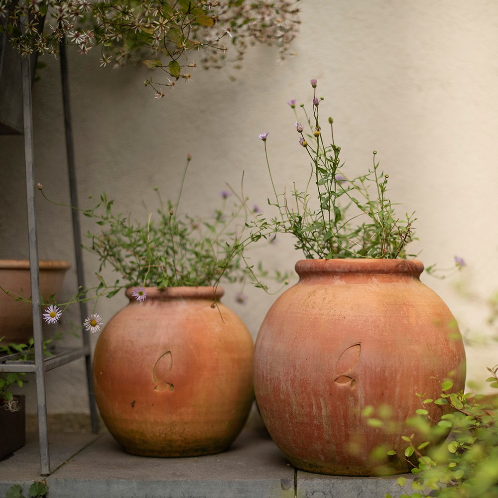 Terracotta Erigeron pot - large