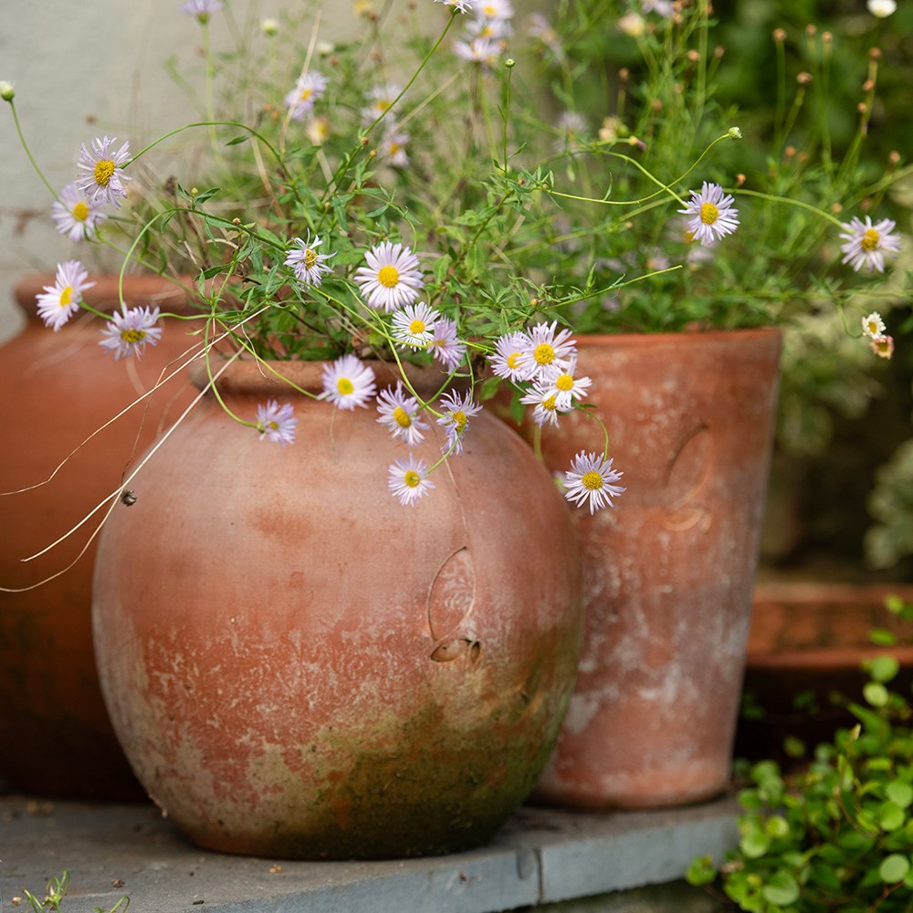 Terracotta Erigeron pot - large