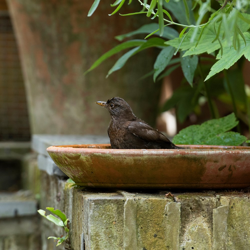 Deep terracotta bird bath