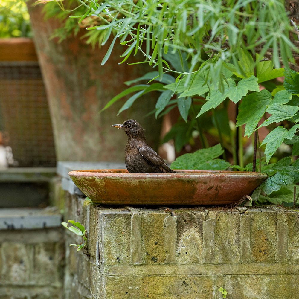 Deep terracotta bird bath