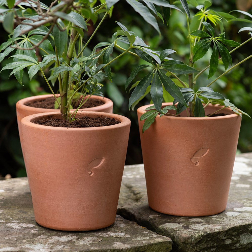 Large terracotta grow pot