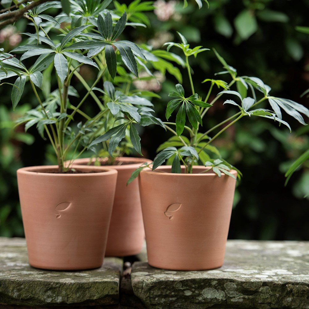 Large terracotta grow pot