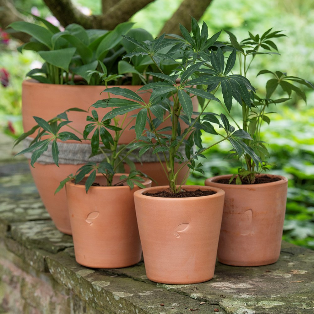 Large terracotta grow pot