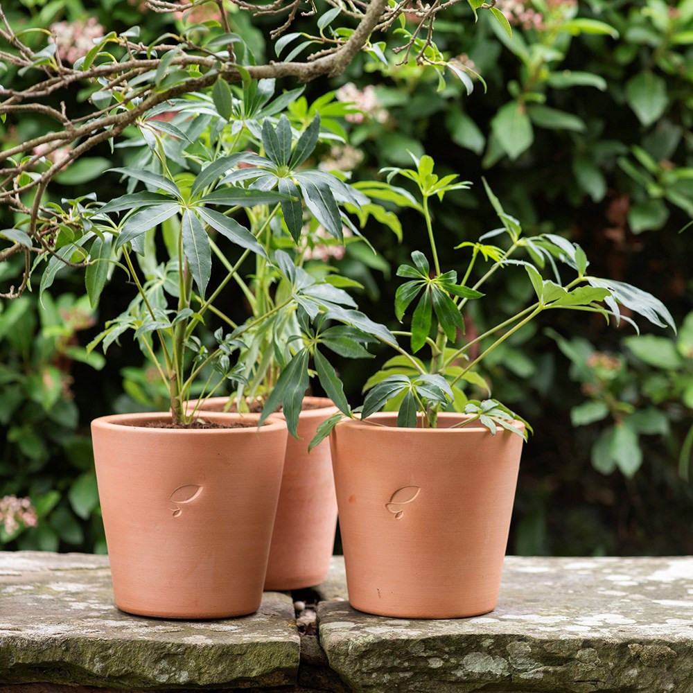 Large terracotta grow pot