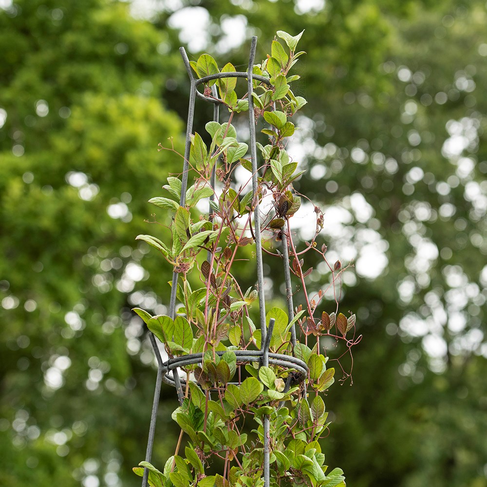 Multi purpose obelisk/plant support set - gunmetal grey