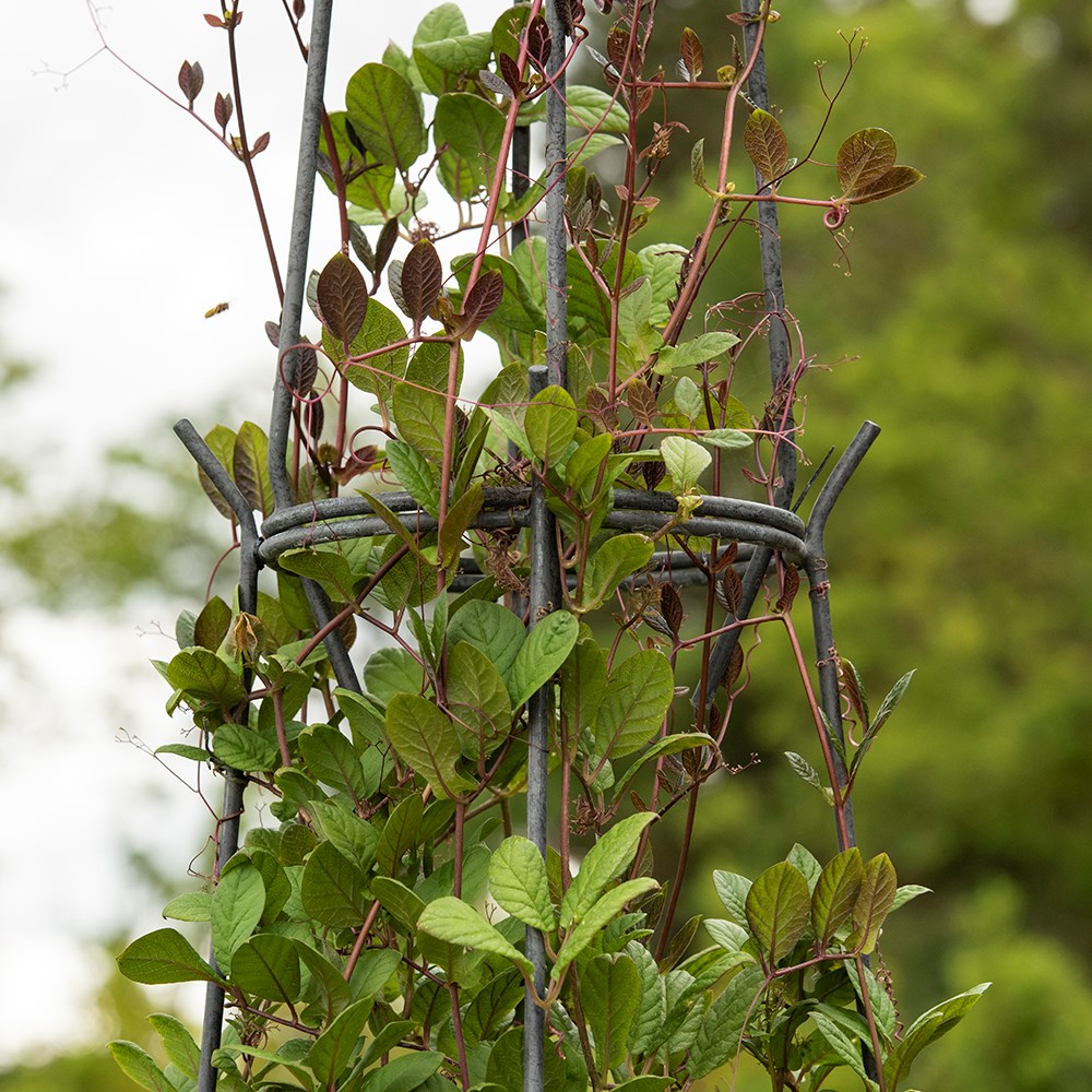 Multi purpose obelisk/plant support set - gunmetal grey
