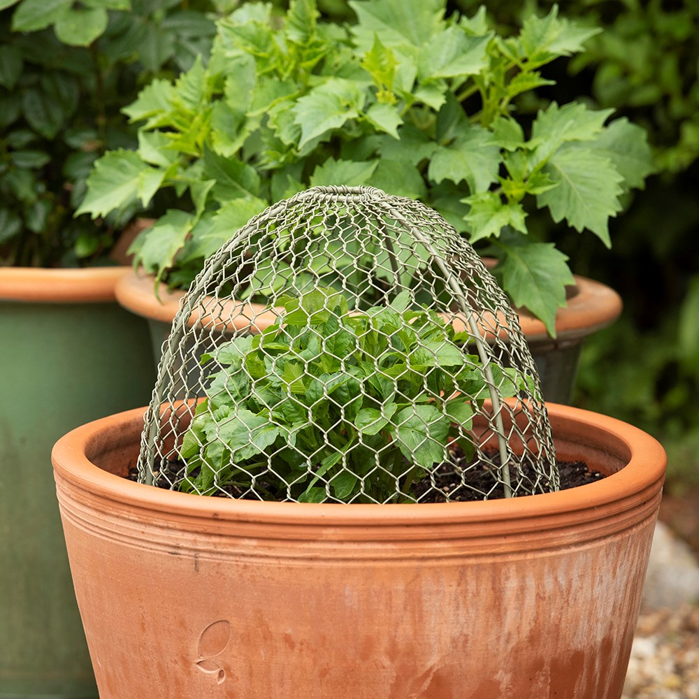Large wire cloches Crocus green - set of 3
