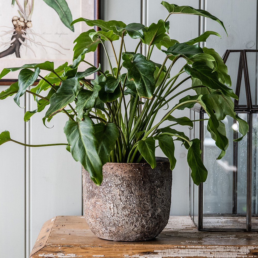 Rustic plant pot - brown