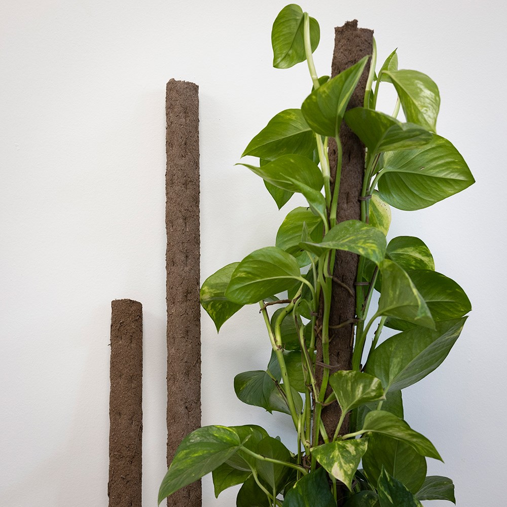 Biodegradable indoor plant support pole with spike