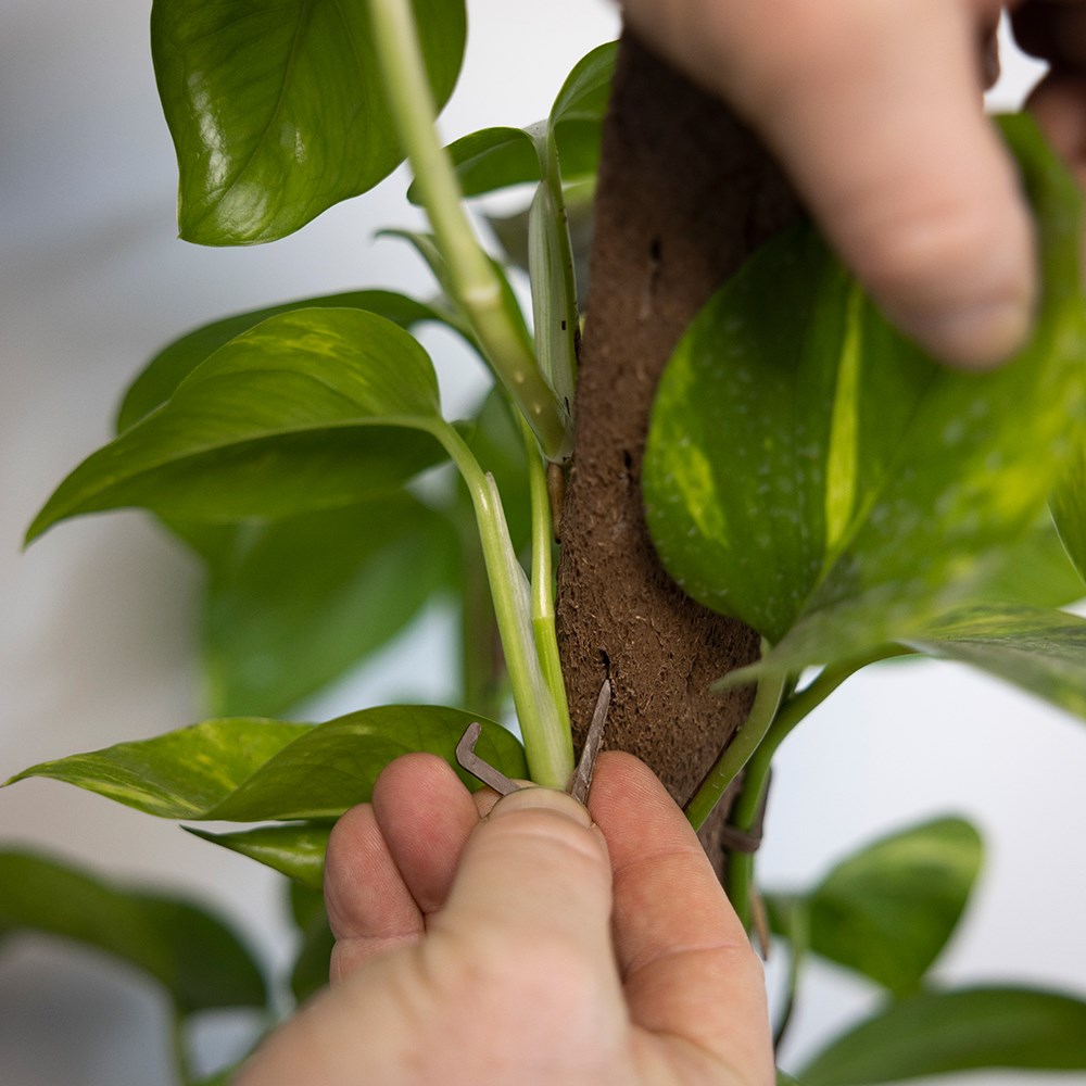 Biodegradable indoor plant support pole with spike