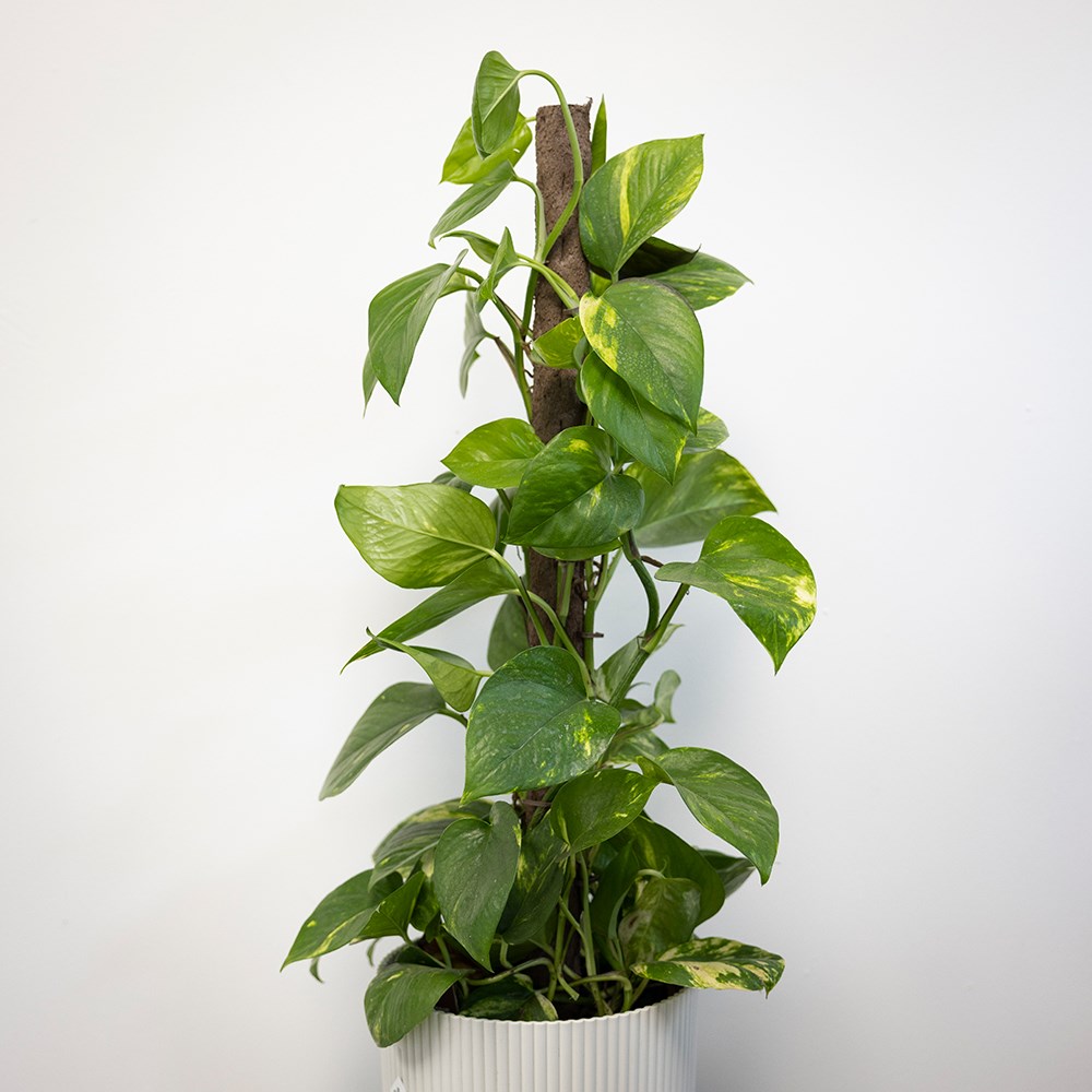 Biodegradable indoor plant support pole with spike