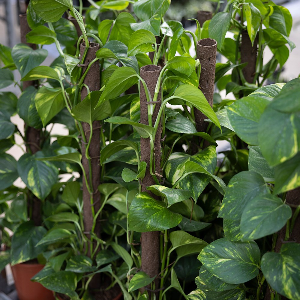 Biodegradable indoor plant support pole with spike