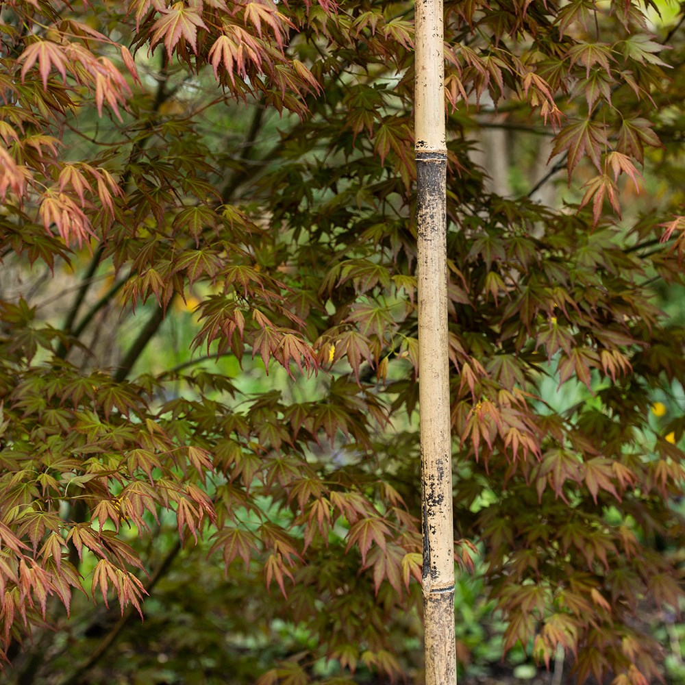 Bamboo tree stake