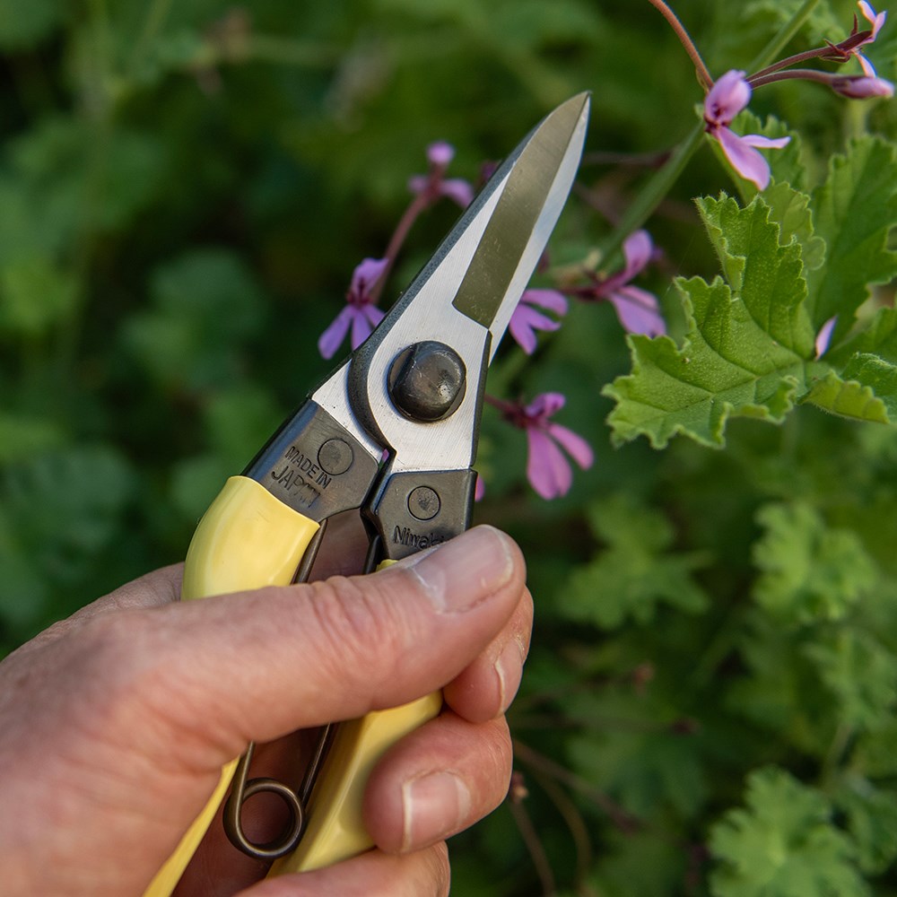 Niwaki mainichi snips