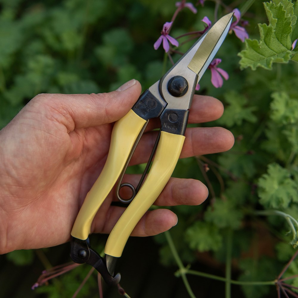 Niwaki mainichi snips