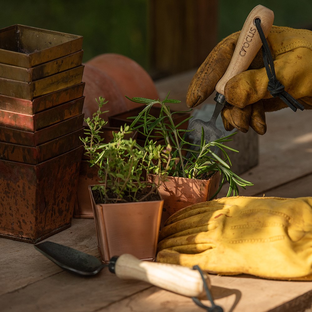Seedling tools - Crocus by DeWit