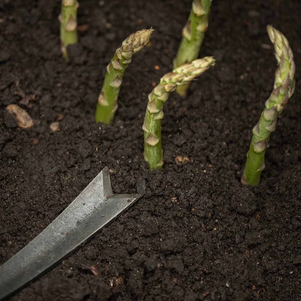 DeWit asparagus hoe