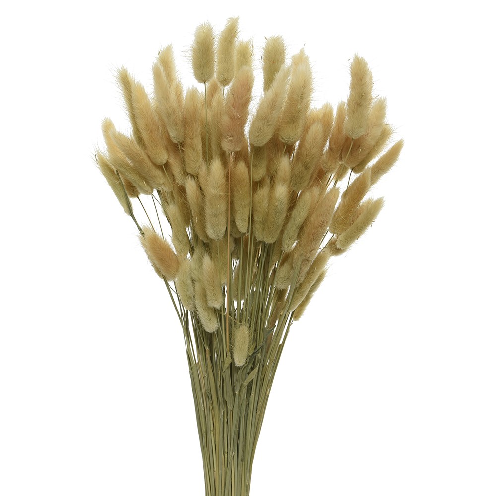 Dried bunny tail bouquet