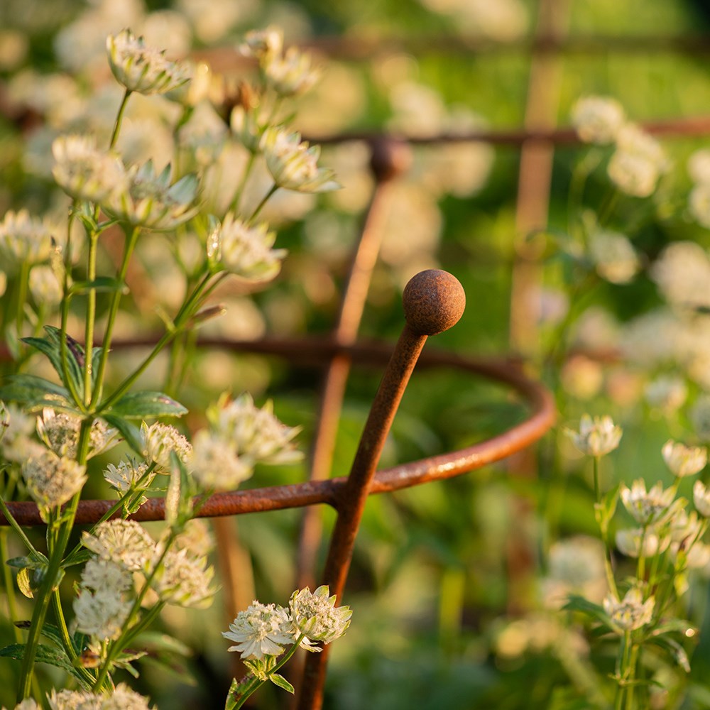Fluted peony plant support - rust