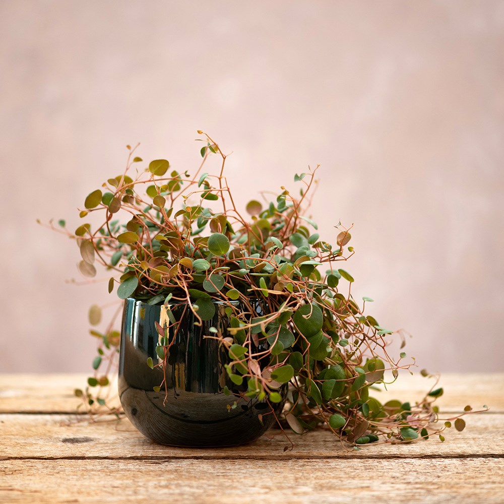 Glazed round plant pot - dark green