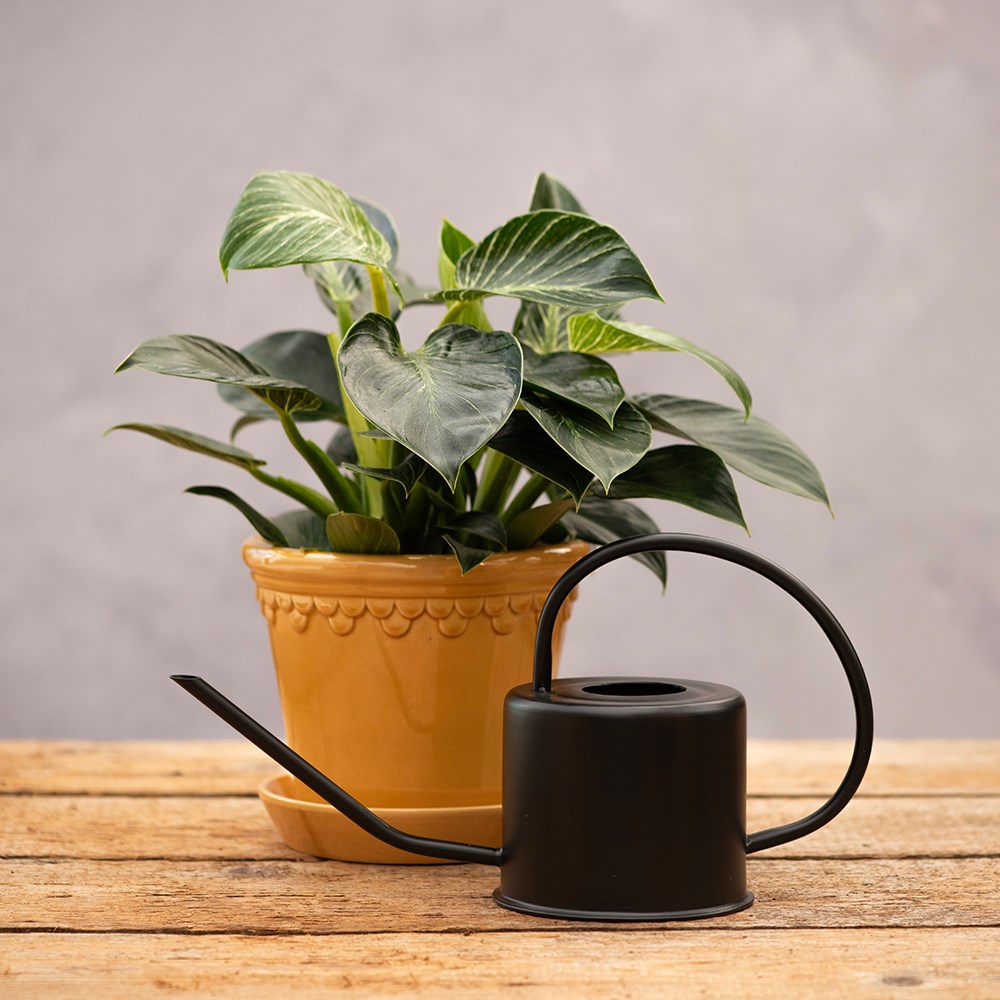 Indoor watering can - black
