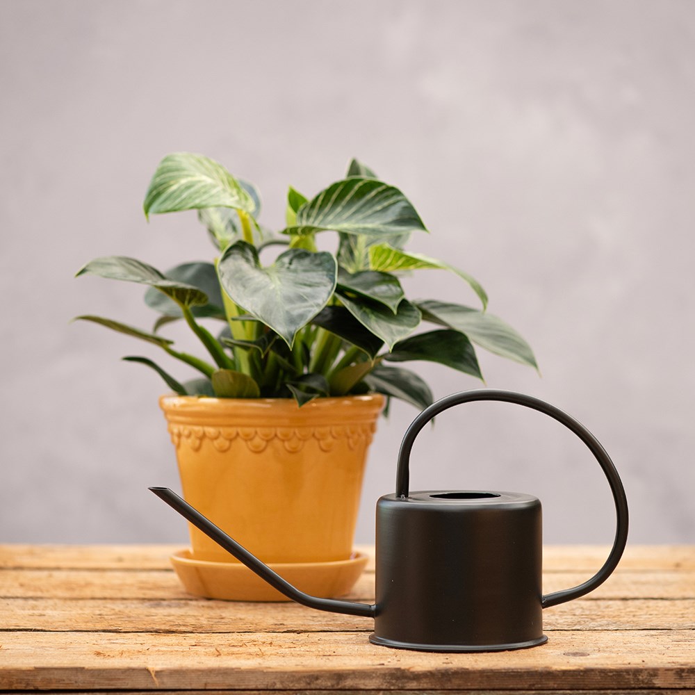 Indoor watering can - black