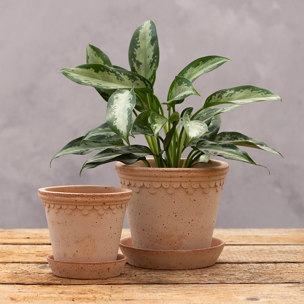 Bergs scalloped tapered plant pot & saucer - terracotta