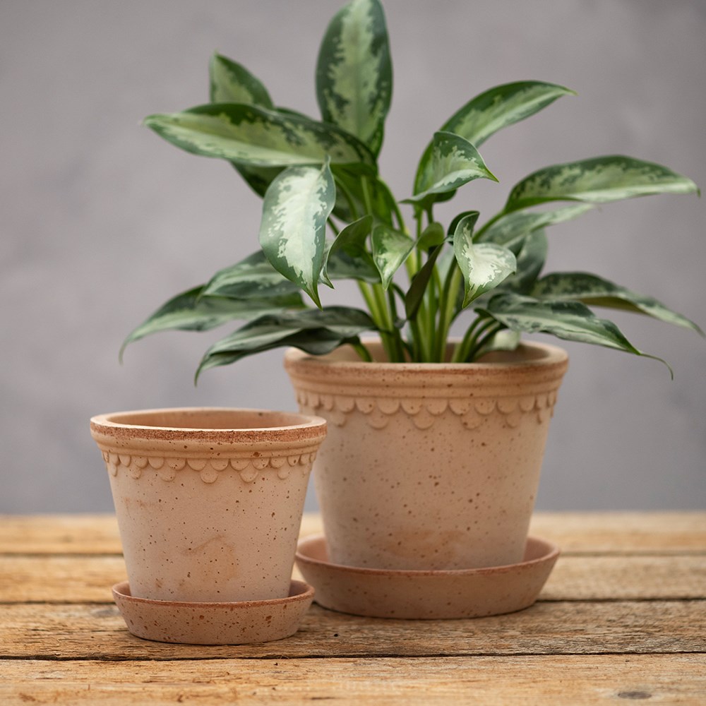 Bergs scalloped tapered plant pot & saucer - terracotta