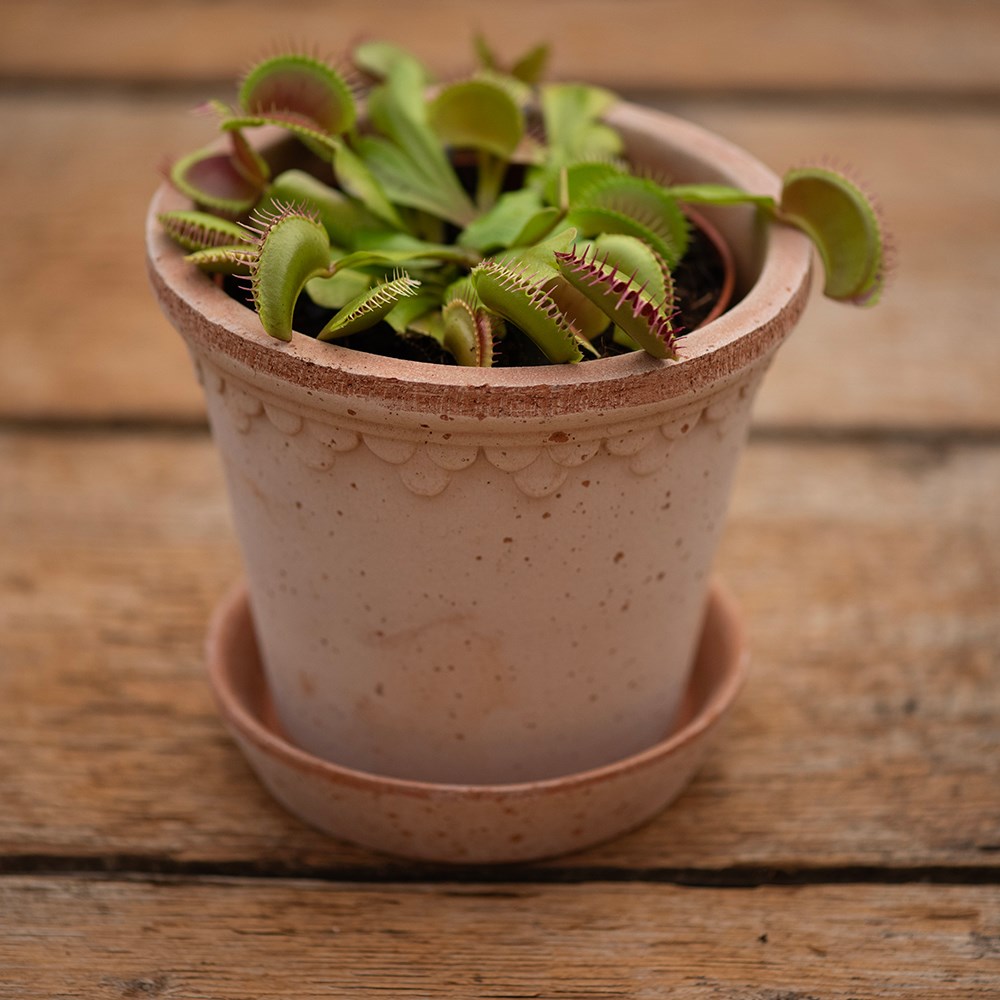 Bergs scalloped tapered plant pot & saucer - terracotta