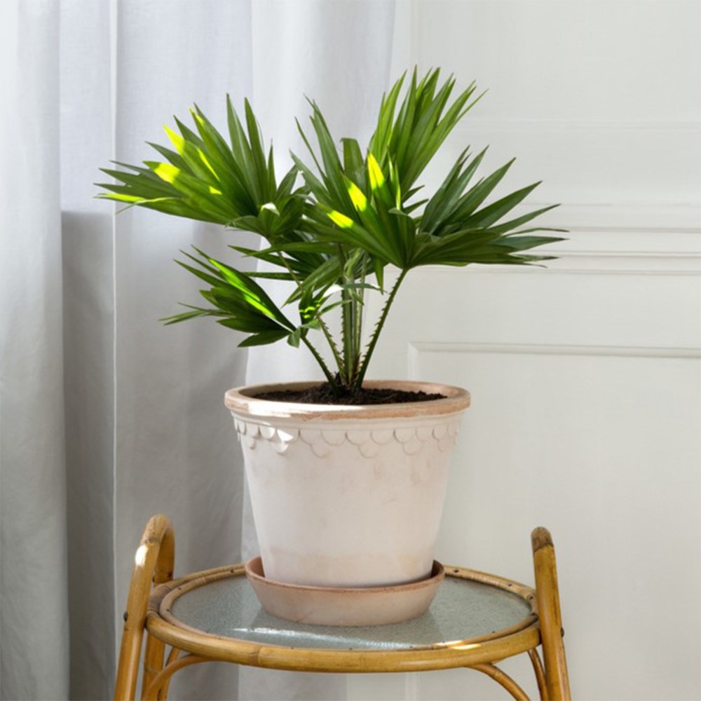 Bergs scalloped tapered plant pot & saucer - terracotta