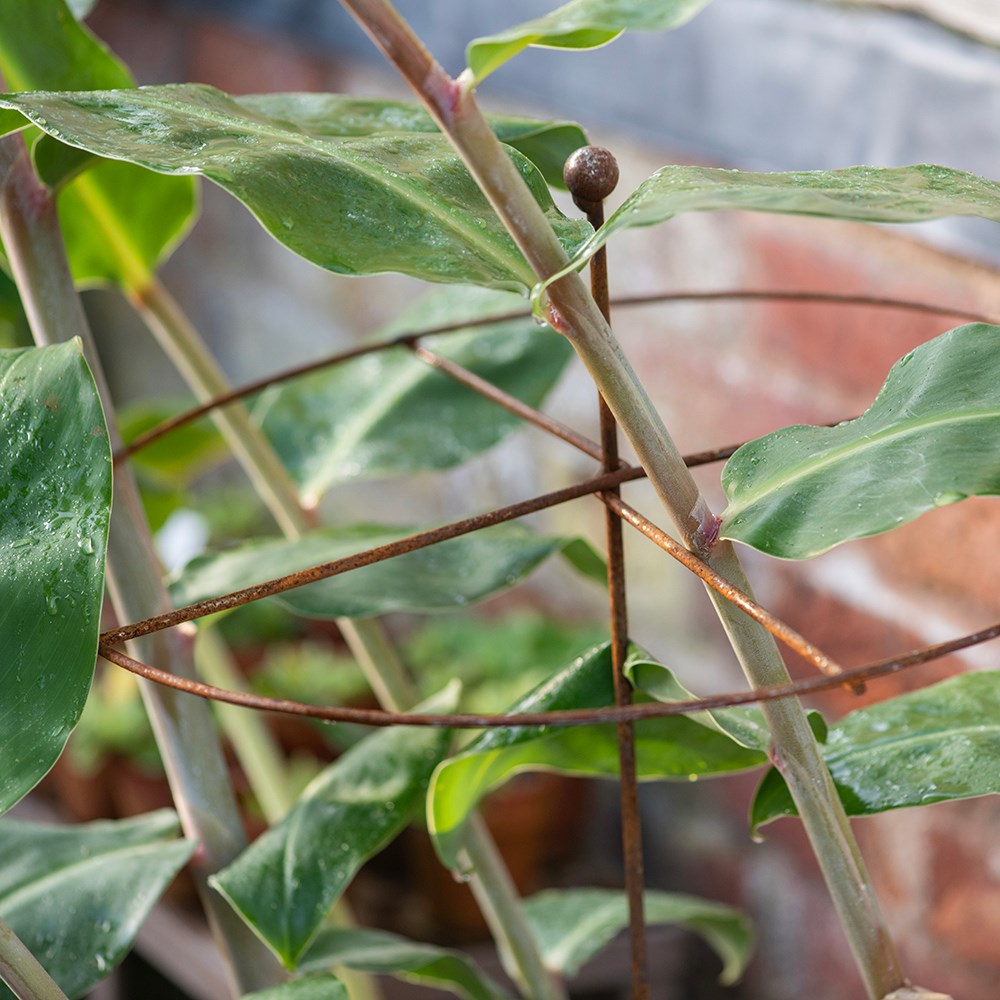 Dahlia circular plant support - rust 