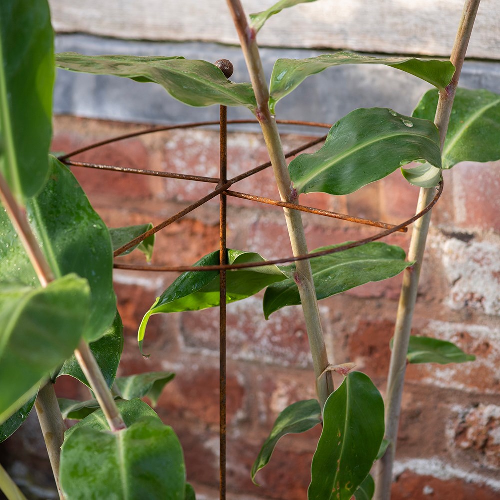 Dahlia circular plant support - rust 