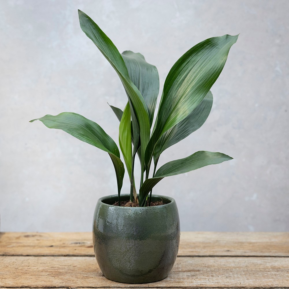 Glazed round plant pot - rustic green
