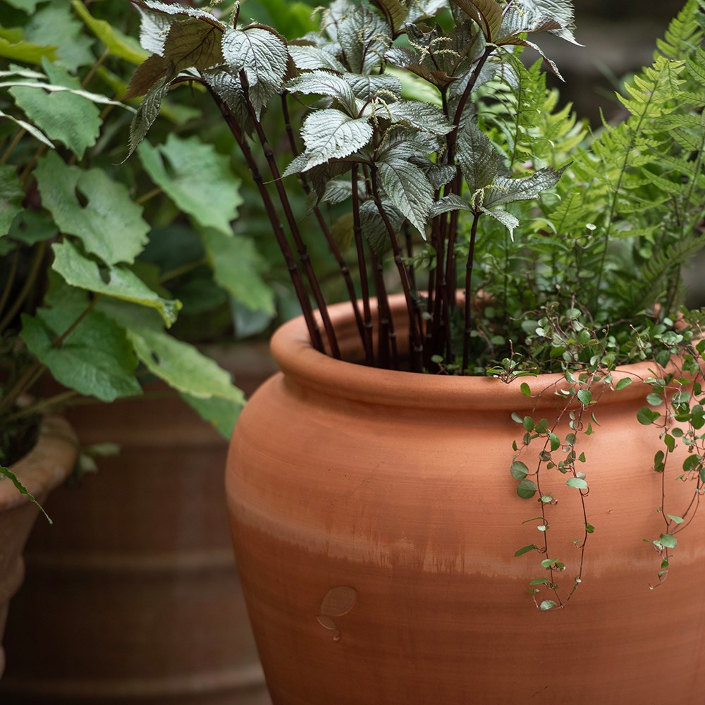 Terracotta vase planter