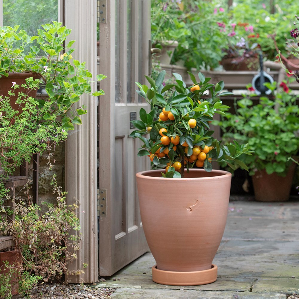 Terracotta lemon pot with glazed saucer