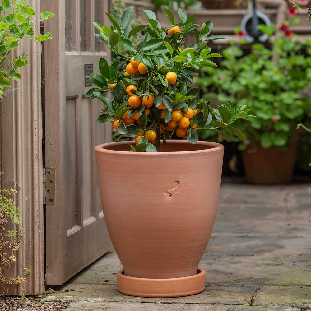 Terracotta lemon pot with glazed saucer