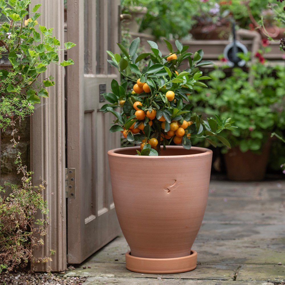 Terracotta lemon pot with glazed saucer