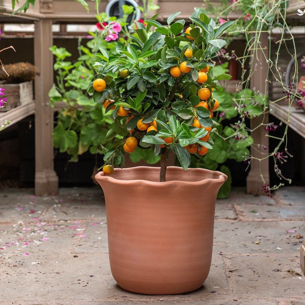 Terracotta ruffle pot 